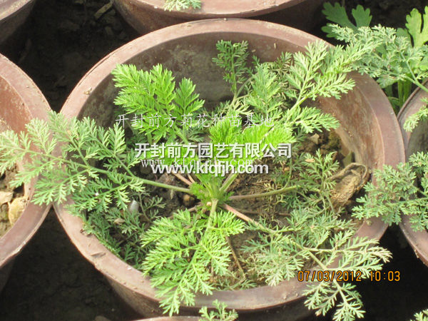 ?開(kāi)封前方園藝——菊花種苗廠家直銷(xiāo)
